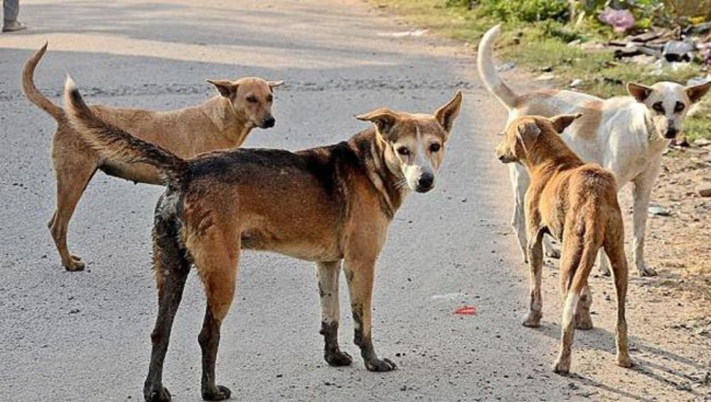 BIG NEWS : बारामती तालुक्यातील धक्कादायक घटना ! ऊसतोडणी मजूराच्या ३ वर्षीय मुलावर भटक्या कुत्र्यांचा हल्ला; पैसे नसतानाही डॉ.मुथा पिता पुत्रांनी ५५ टाके घालत केले मुलावर यशस्वी उपचार ..!!